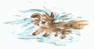 Cartoon  Druckgrafik Kaltnadel / Aquarell Titel: Seehund  -  zum vergrößern auf die Grafik klicken